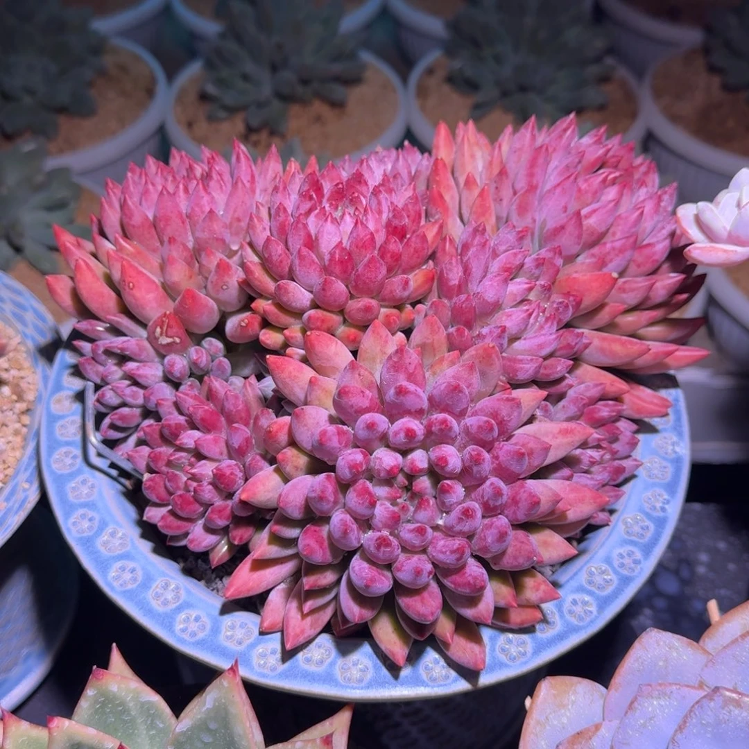 流沙体 虞美人 一物一拍