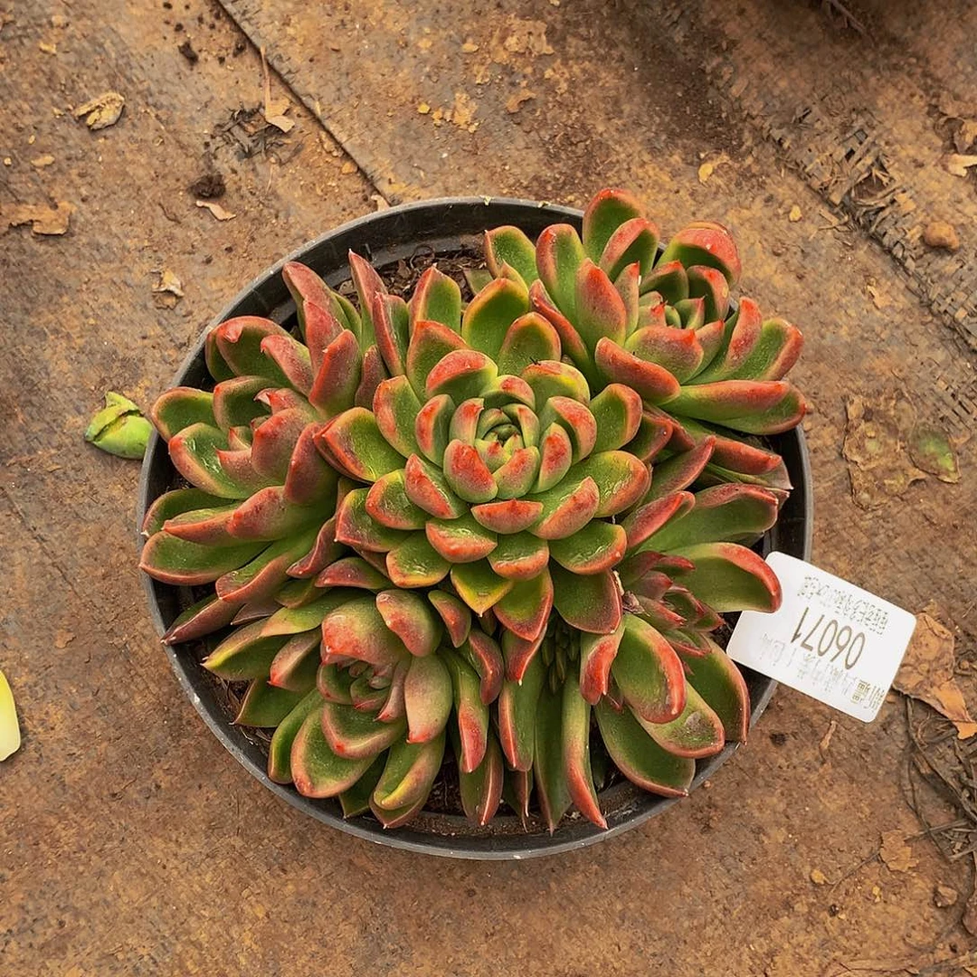 小****红女巫06071多肉多肉