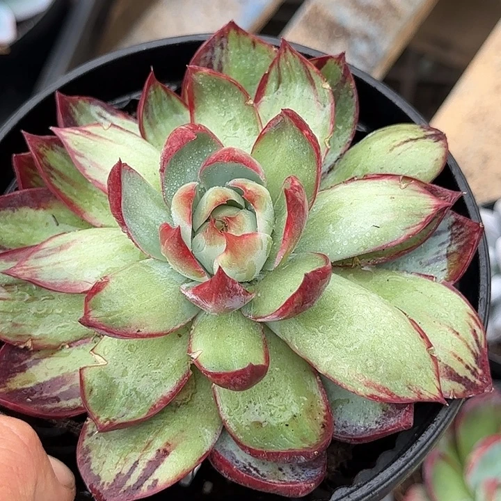 黑红拉丝惊鸿一物一拍包装收缩花旱