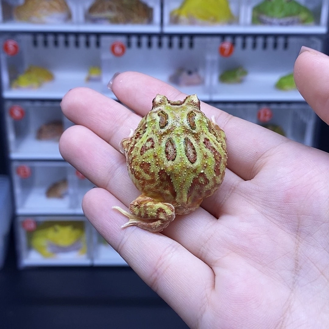 角蛙角蛙角蛙角蛙