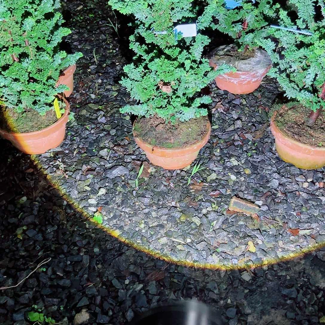 无花朵盆景皋月石花会一盆
