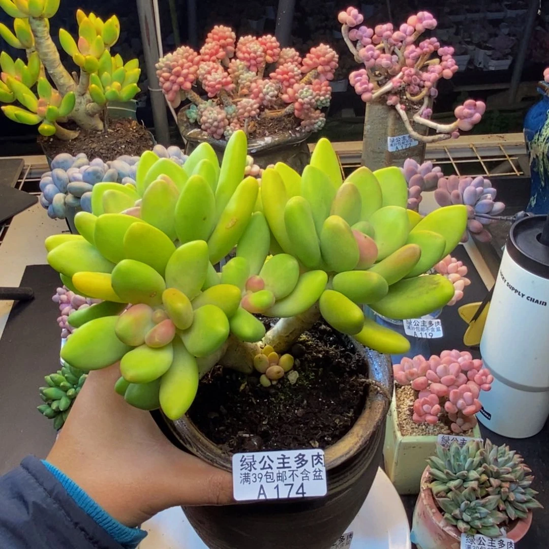 174芒果奶多肉12c m