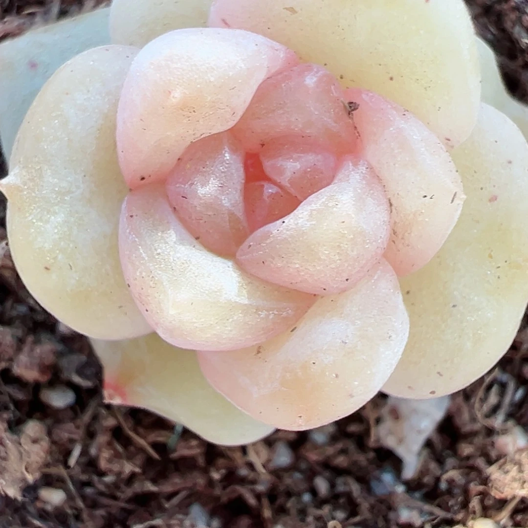 【闪购商品】938号哈哈