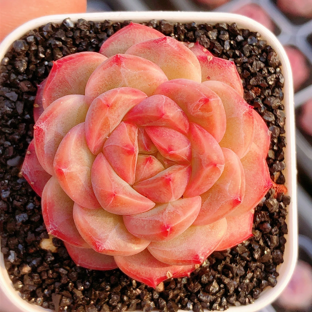 多肉植物  单头特选甜心一颗（尺寸4左右）满28包邮除偏远