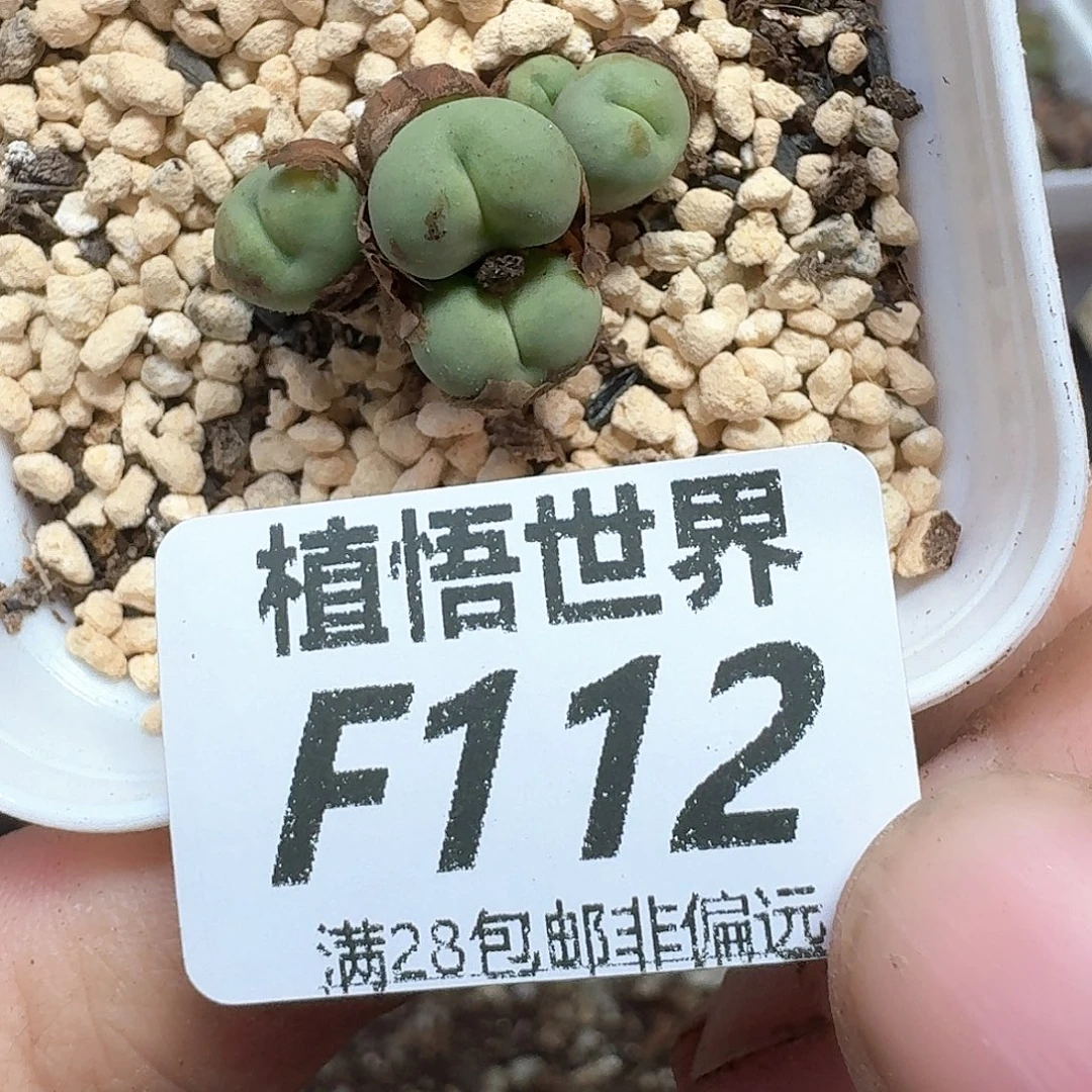 多肉植物的动作地方