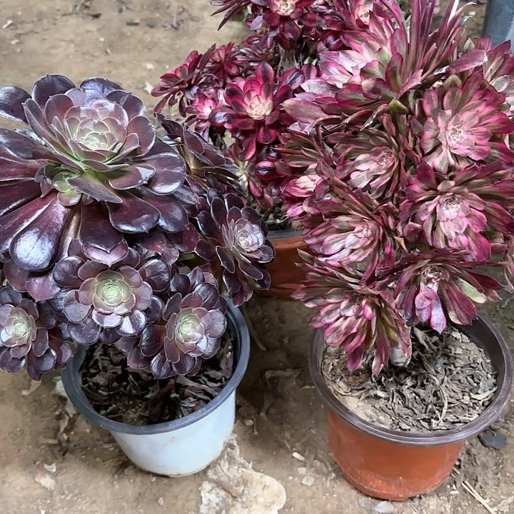 老***玩多肉植物法师3颗84