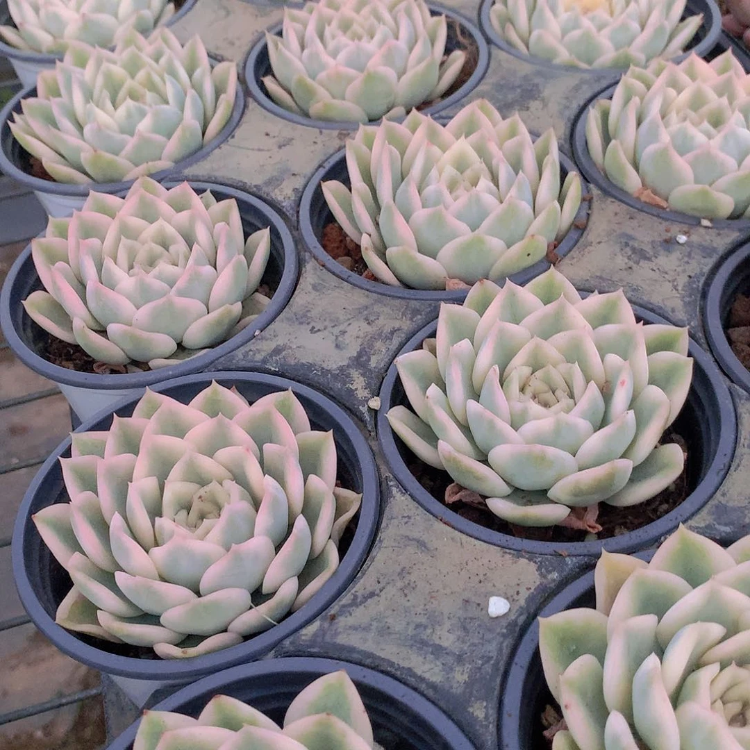 月亮仙子锦35678900000