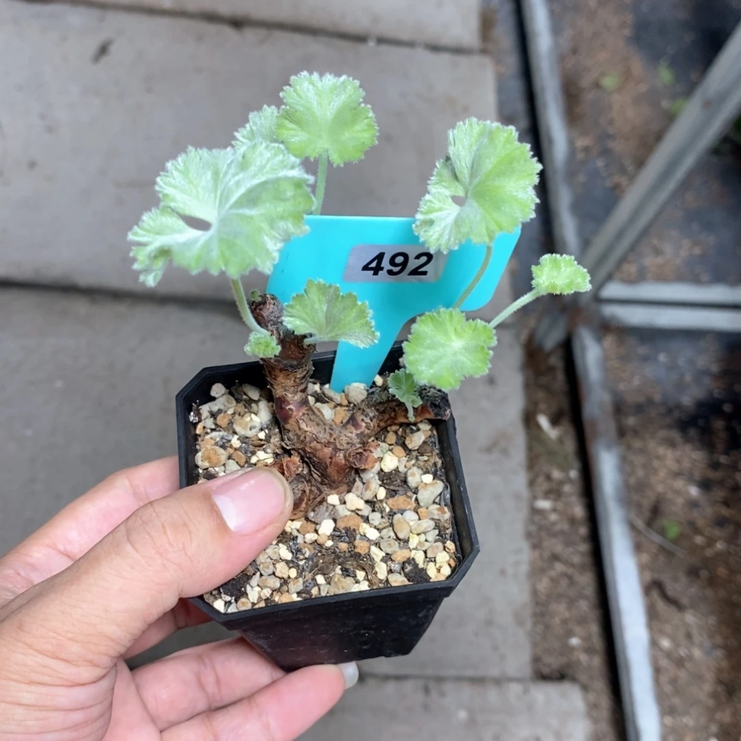 枝干杨奎多肉植物一个