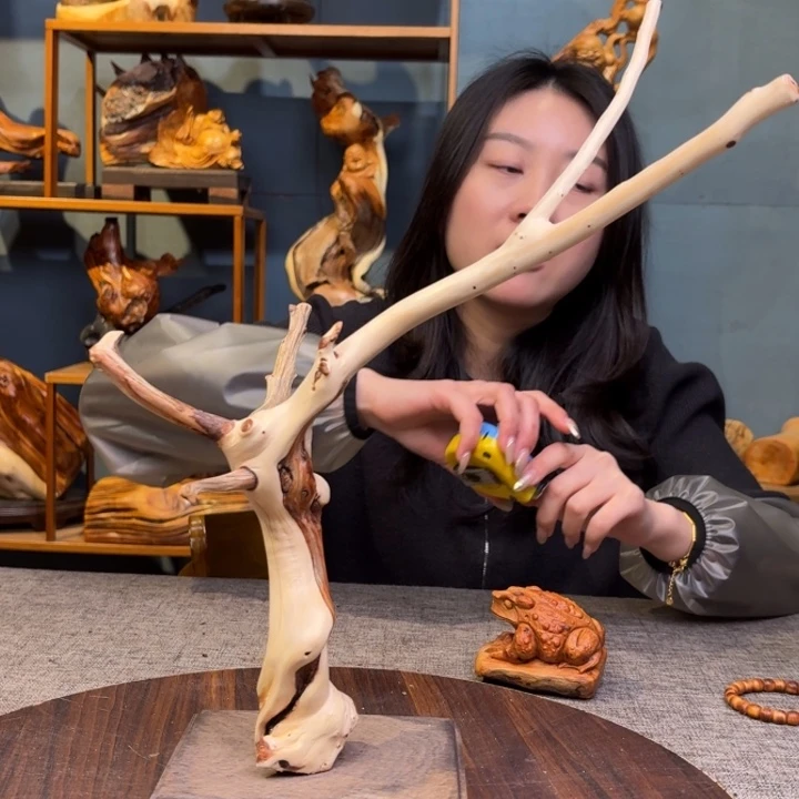 柏木（崖柏）关注一下