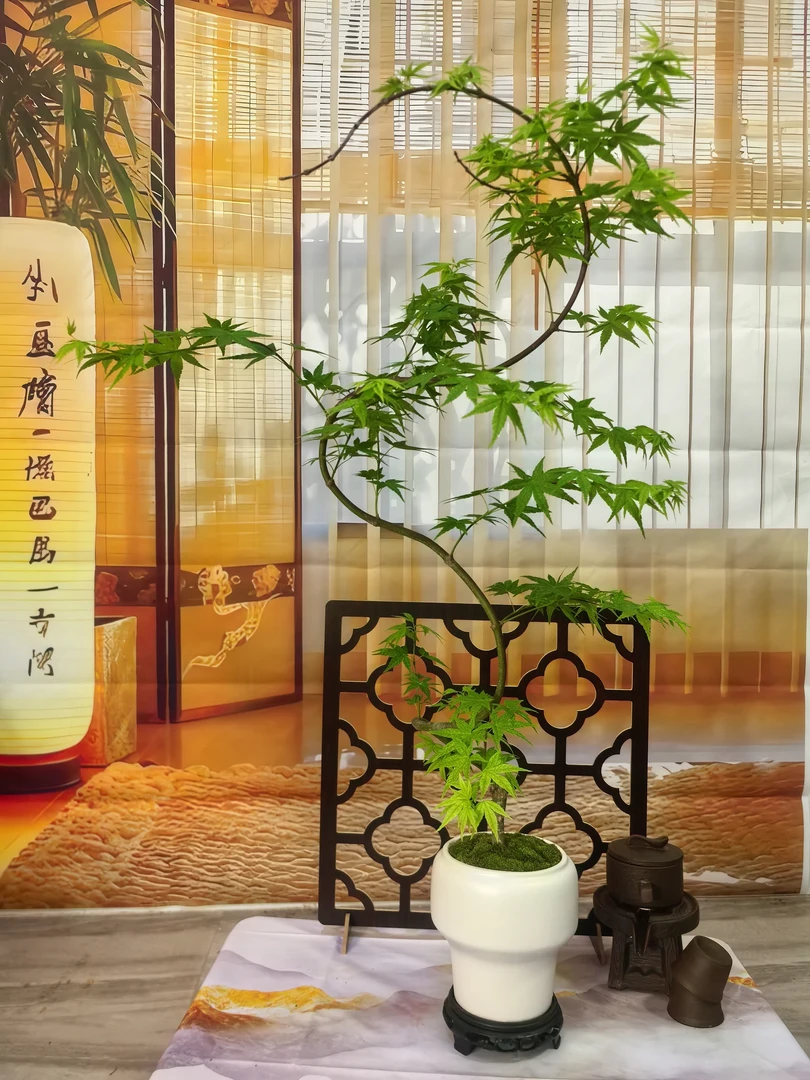 青流泉枫留钱枫别致独文艺盆景一年四赏灵动飘逸瓷盆苔藓底座