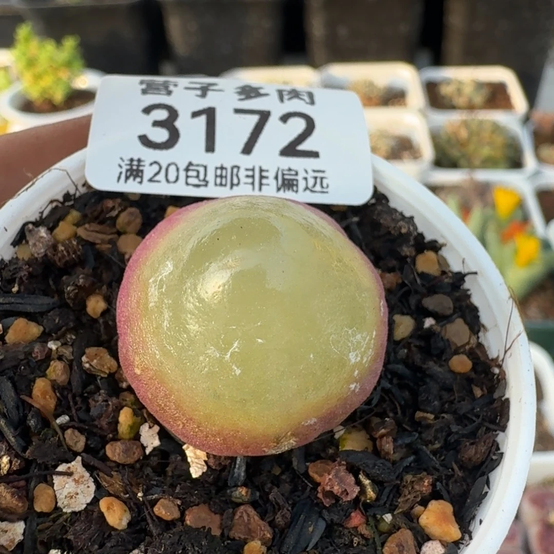 灯泡2.3带盆土。