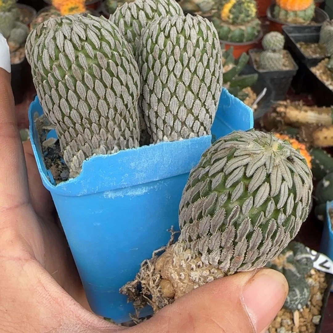 川***号无花朵五个自根两年半丸子