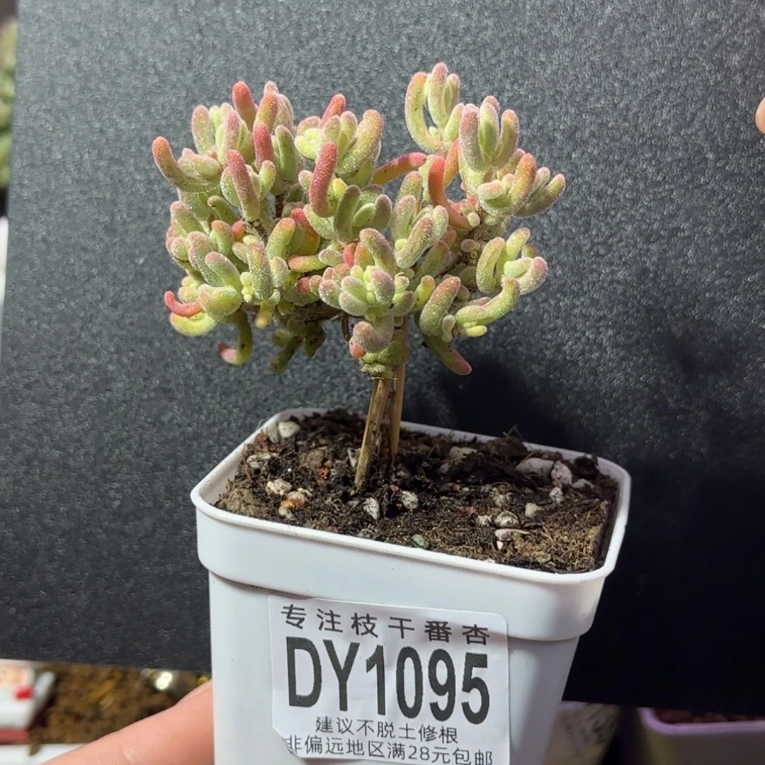 dy1095橙叶锦直杆