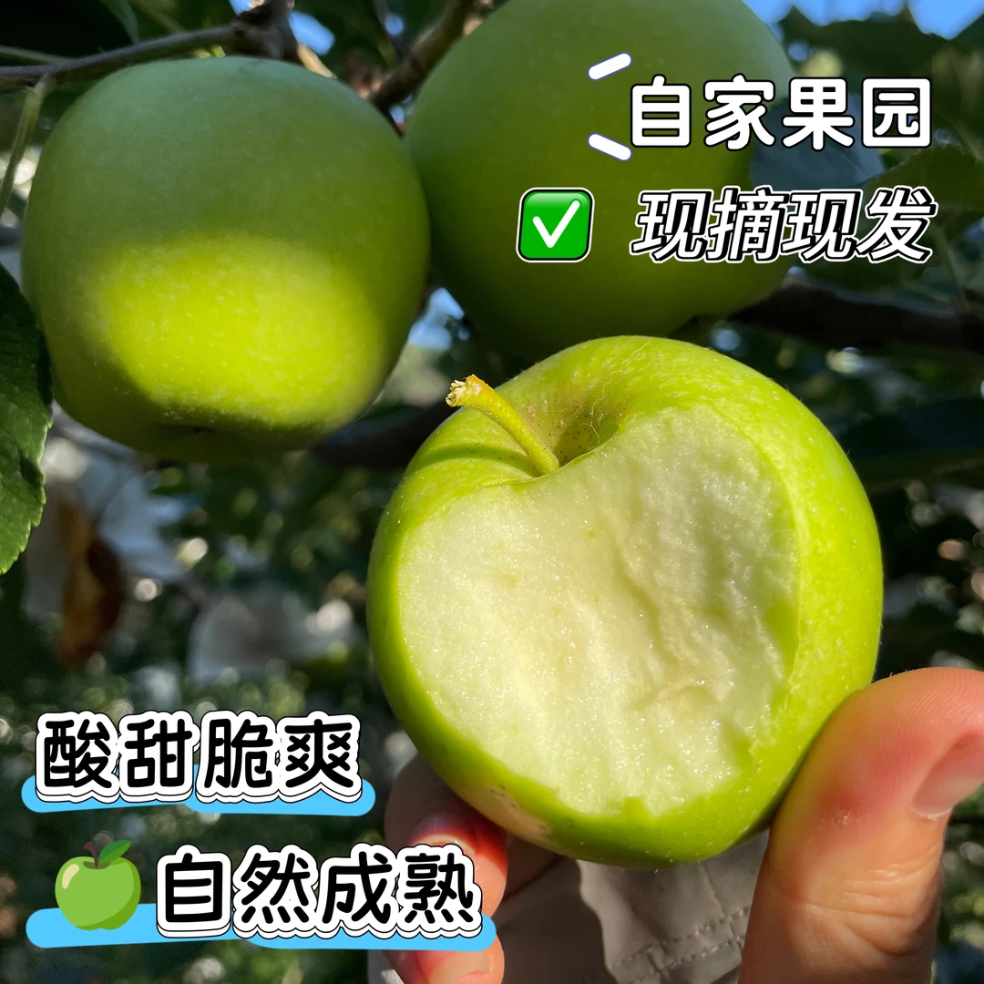 头茬现摘新鲜应季青苹果酸甜脆爽可口苹果水果适合孕妇包邮