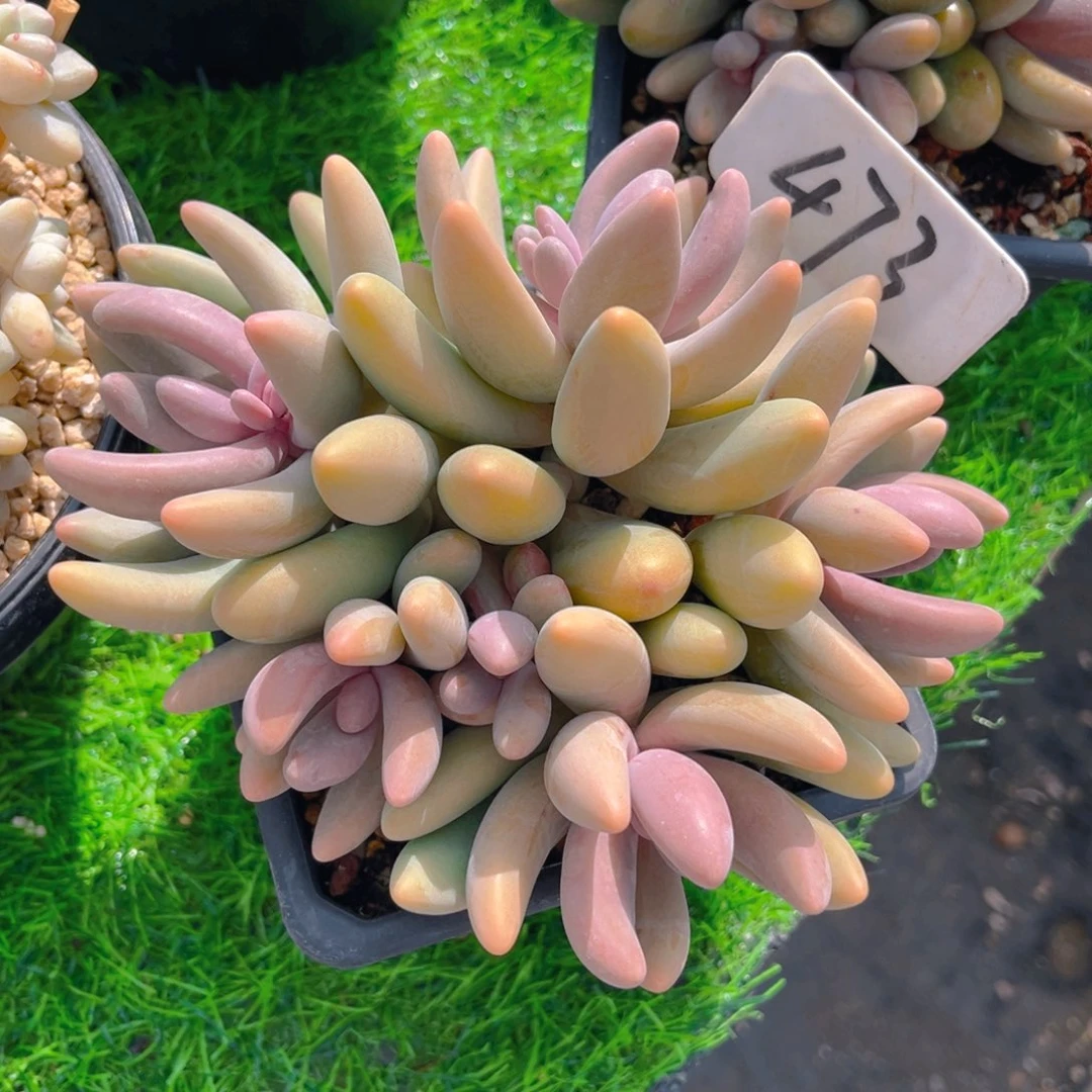 阿**姐473dfghhjjjjjjhj