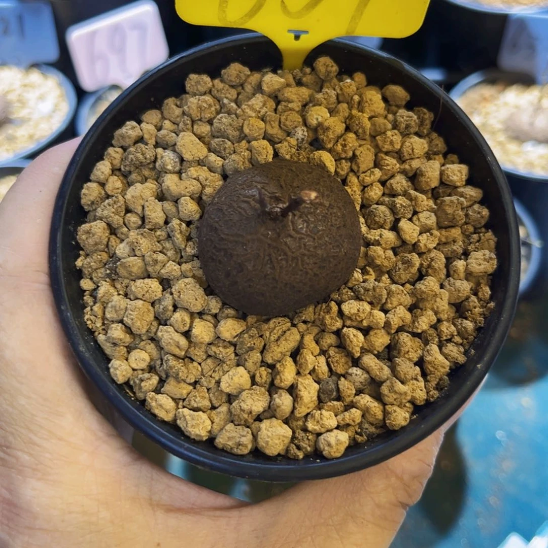 657龟甲龙3.2cm7647899