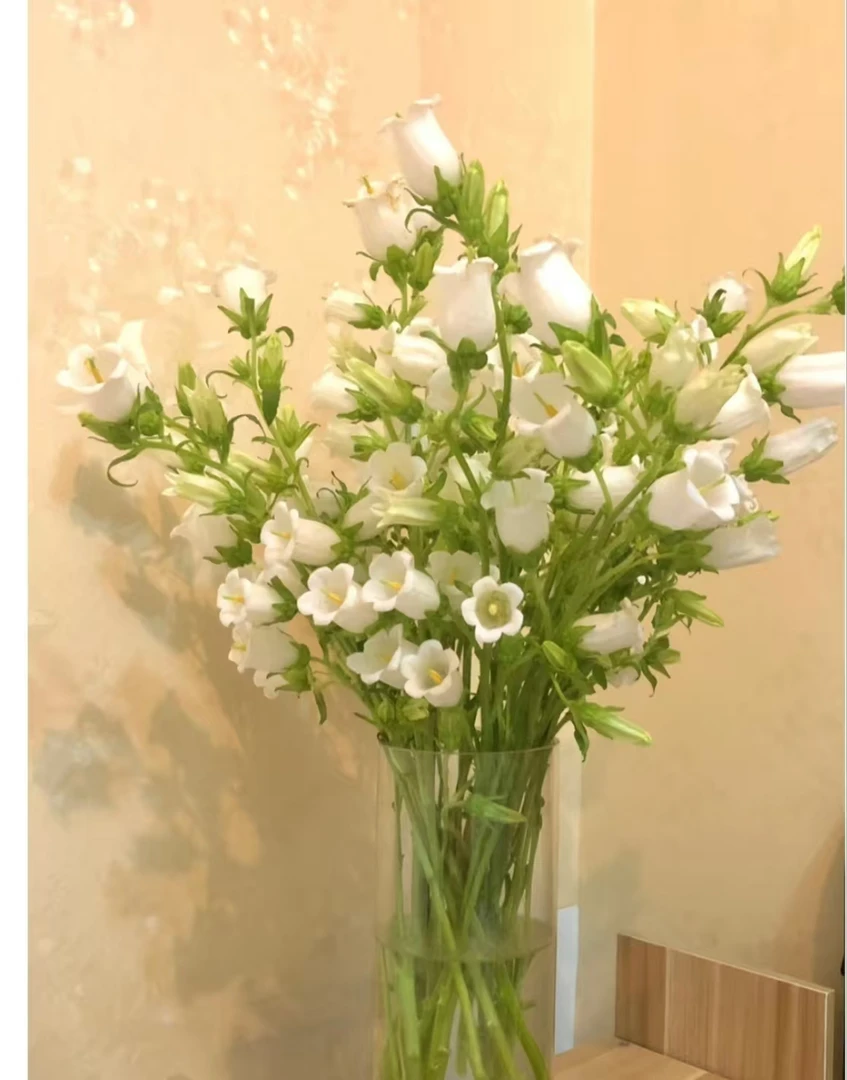 白色风铃）云南鲜花基地直发