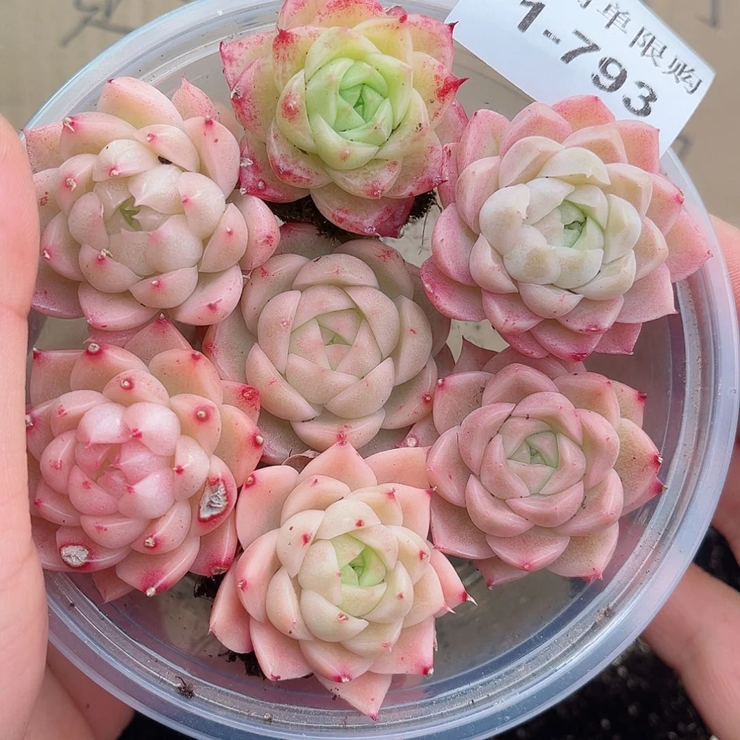 1-793 新疆西藏内蒙不发12.8包邮2-3公分多肉