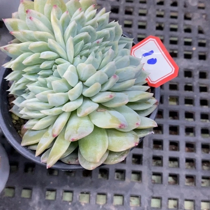 ?*?一物一拍纯爱缀10