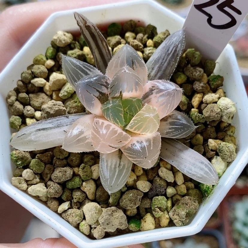 【闪购商品】25巨大赤线玉露锦