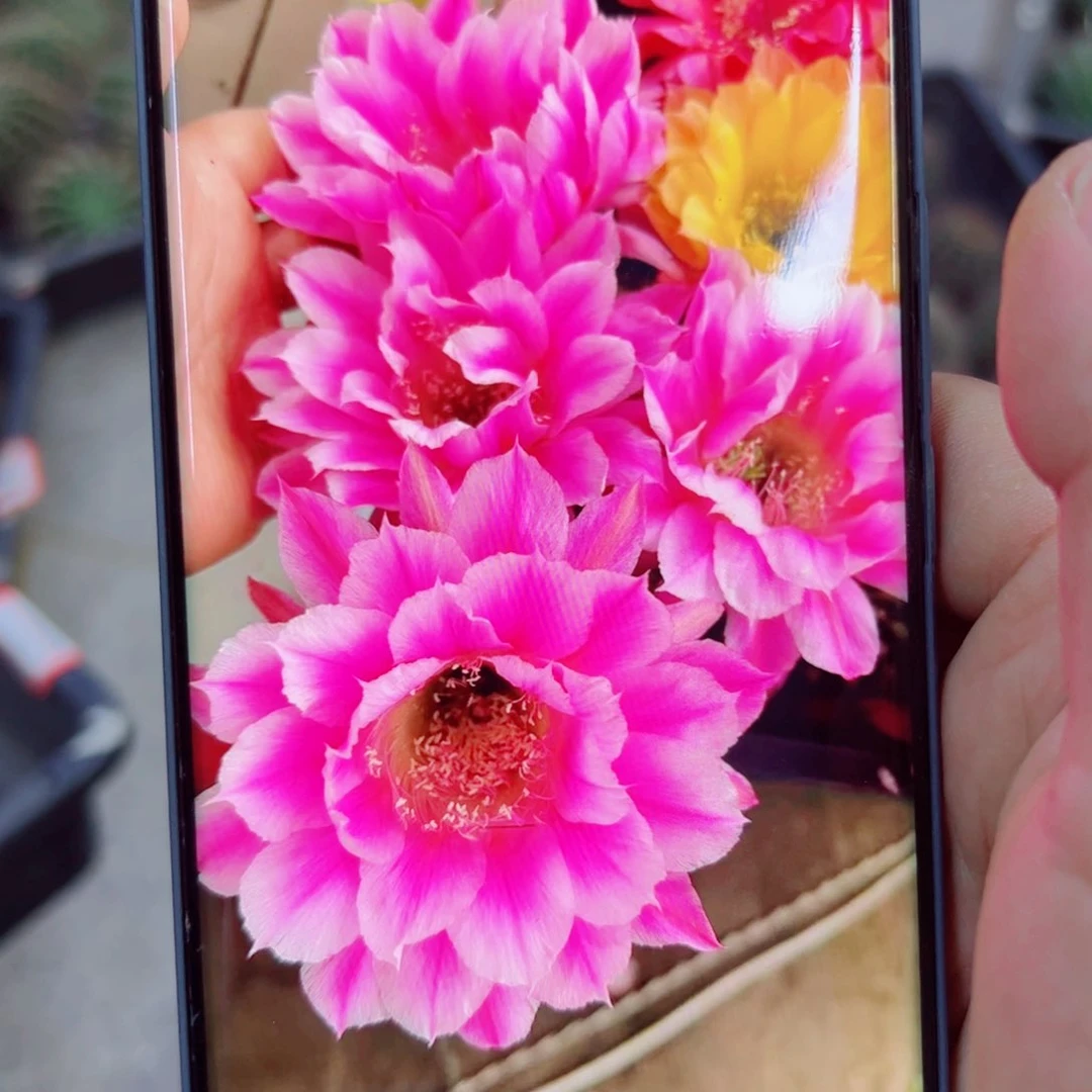 下70彩草烟花歪无根侧芽4公分左右20包邮