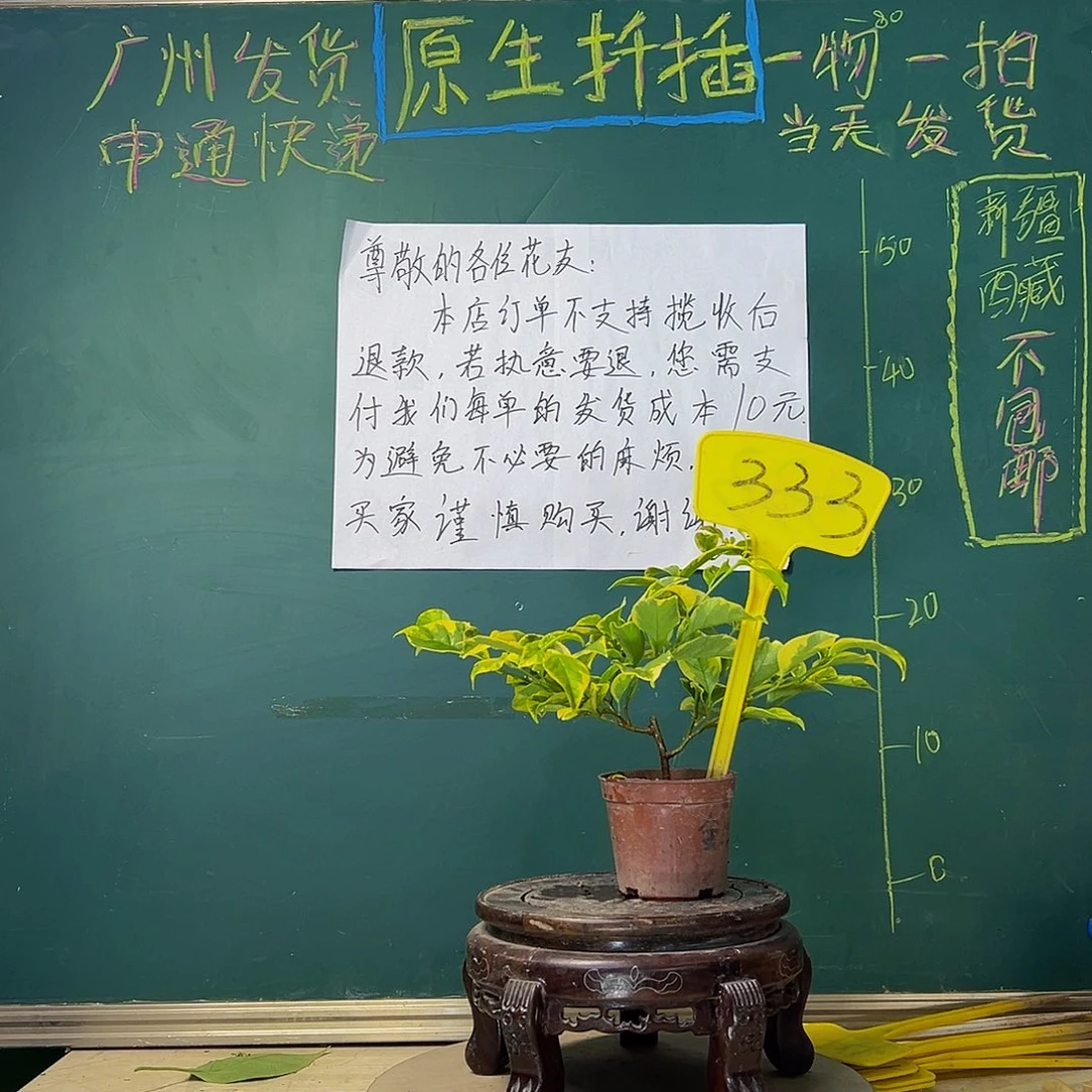 当前无花栽培后可以开花金边浅紫掌中宝333