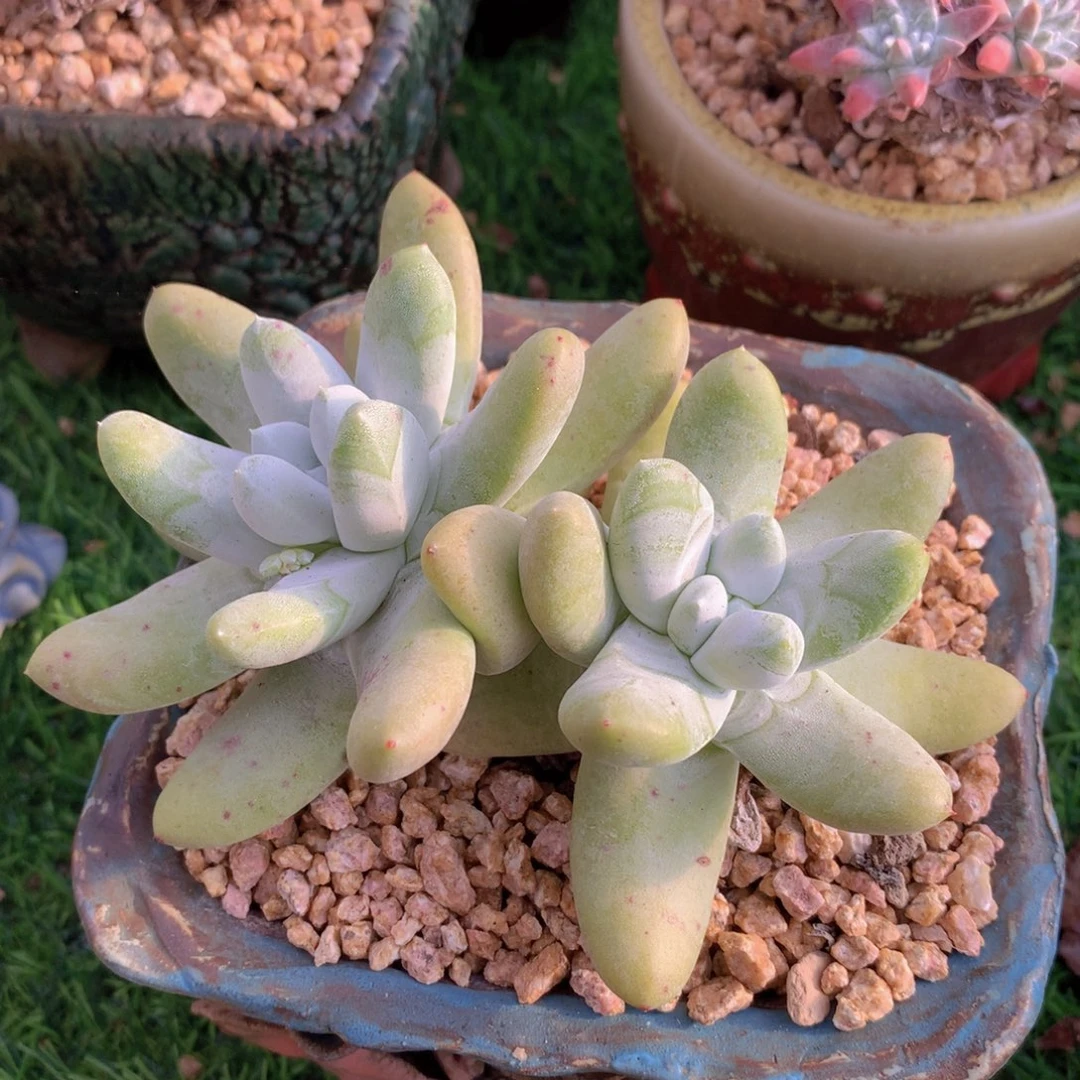 拇指11 公分一物一拍