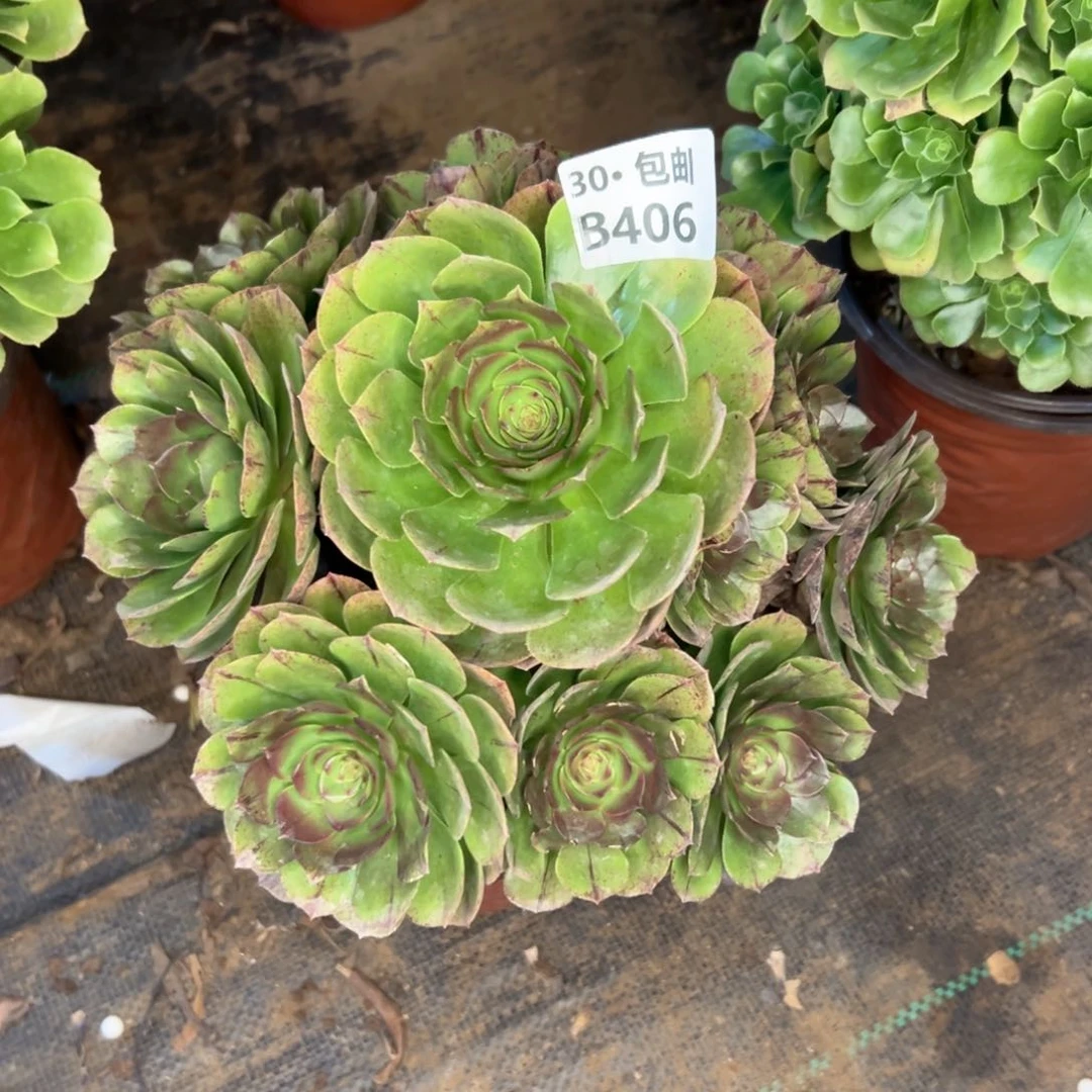 406 多肉断枝不包