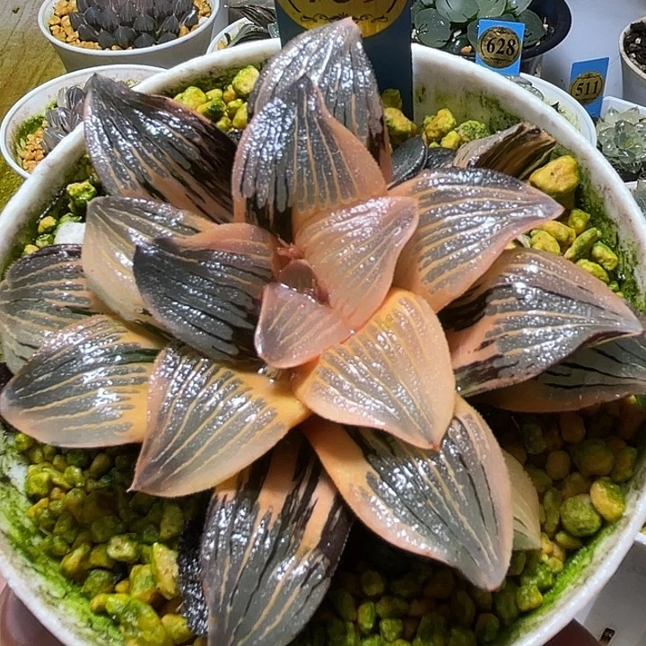 739夜想锦大母本特选