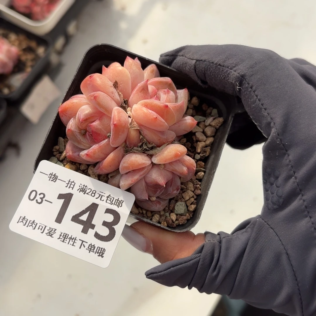 黛玉无盆土发货无盆土发货无