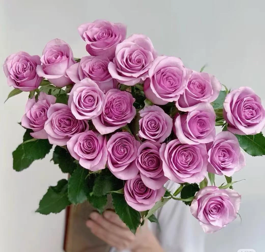 【紫霞仙子玫瑰】云南鲜花基地直发家用鲜花