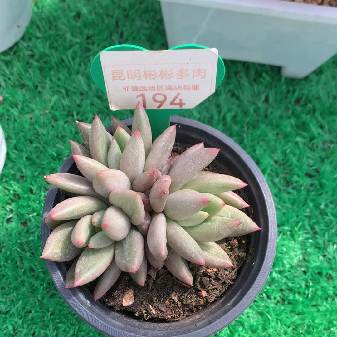 简*米其林无砍带盆，194