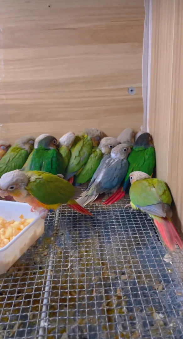 小太阳鹦鹉饲料。