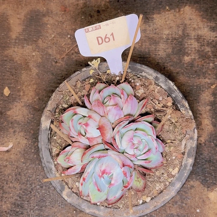 王***一惊鸿一物一拍D61