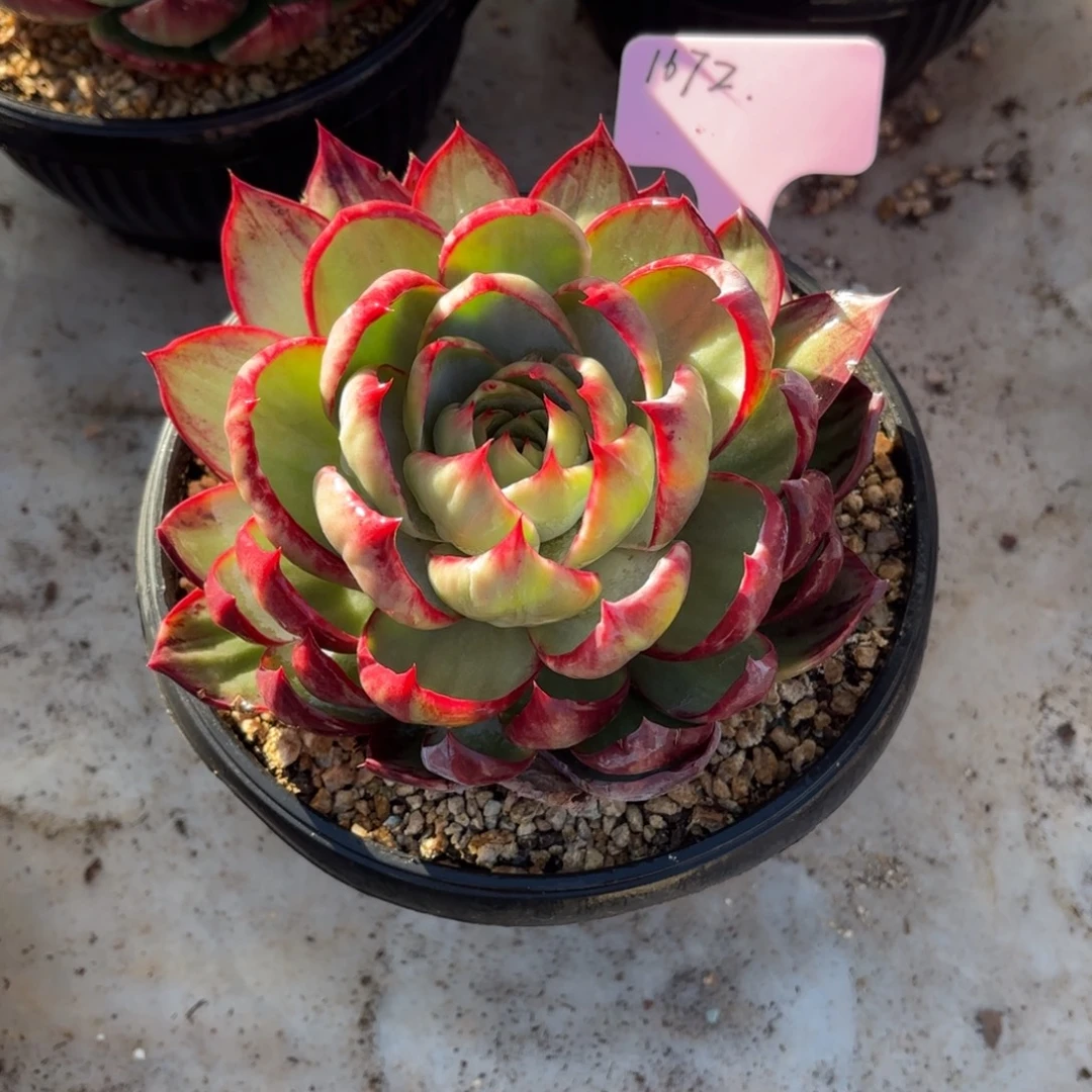 多肉植物惊鸿仙子1672