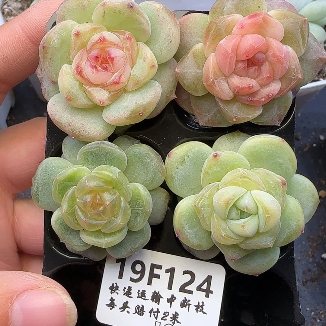 124四颗【满29包邮非偏远】