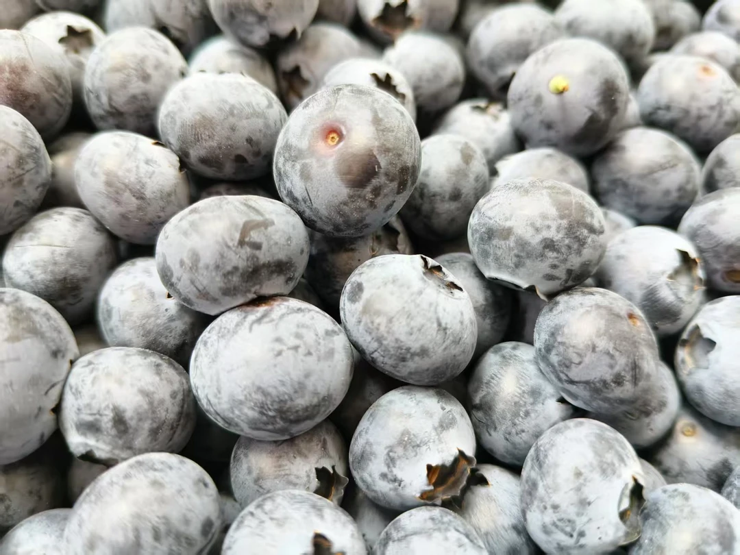 新鲜采摘蓝莓中果酸甜口12毫米500克