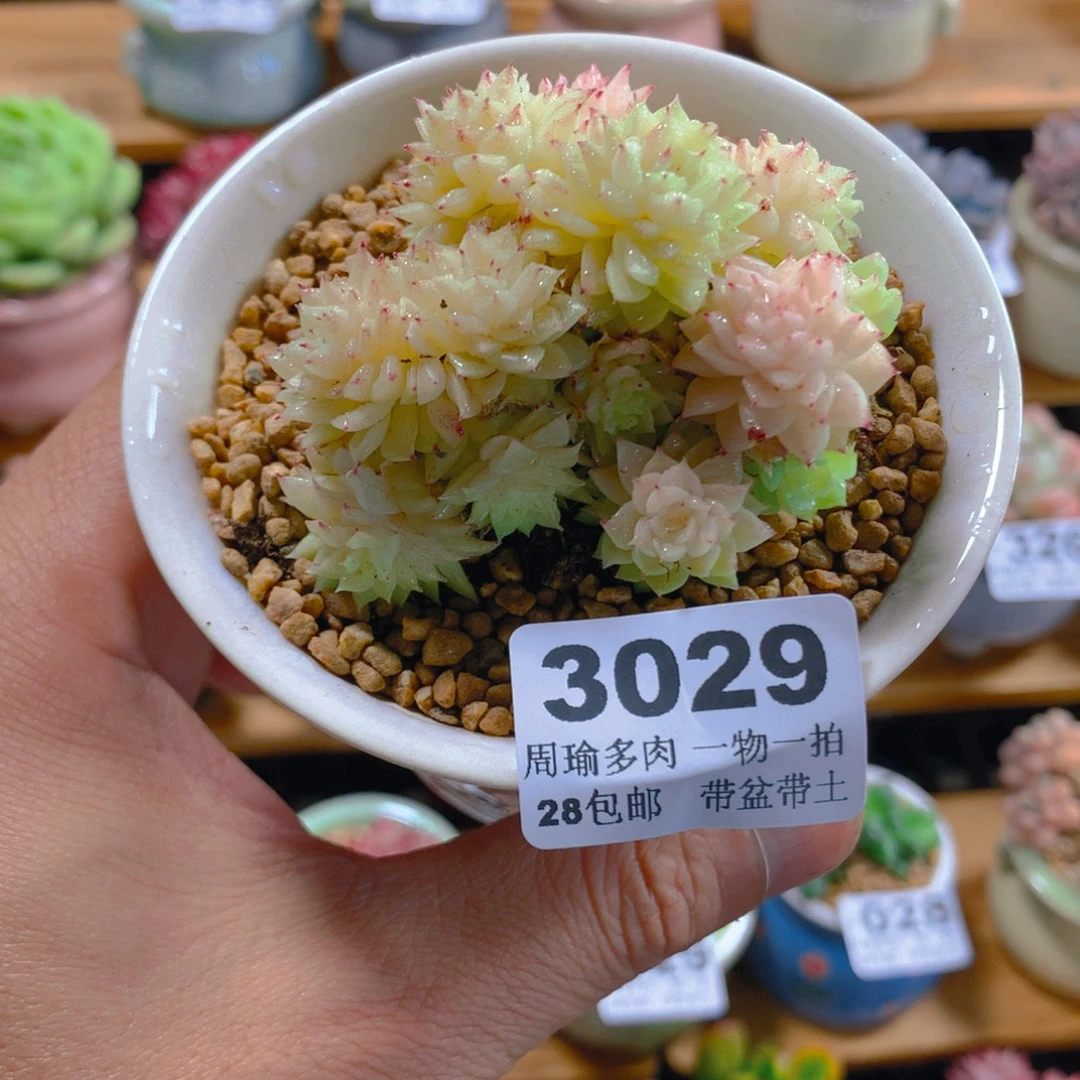 精控多肉植物3029
