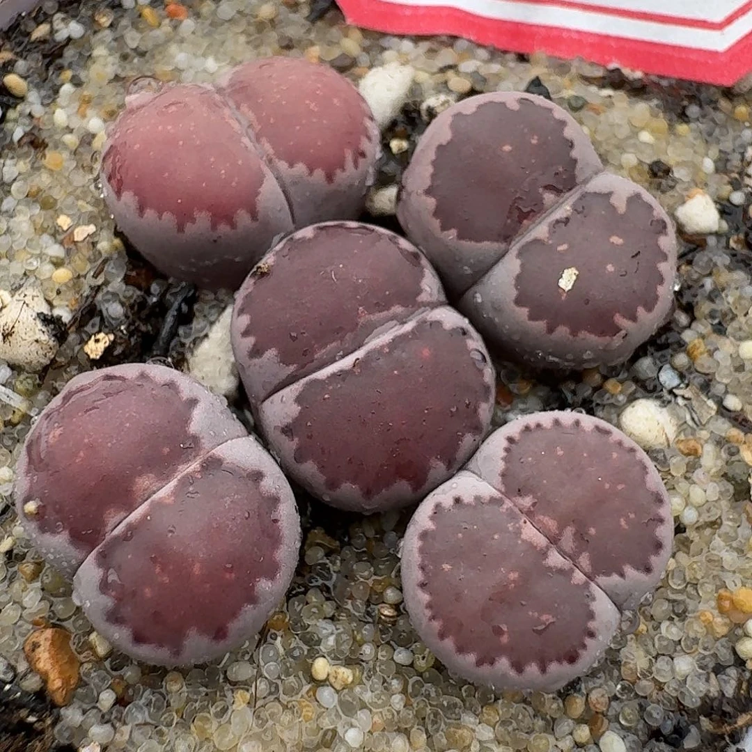 89多肉哈哈哈哈哈哈哈哈