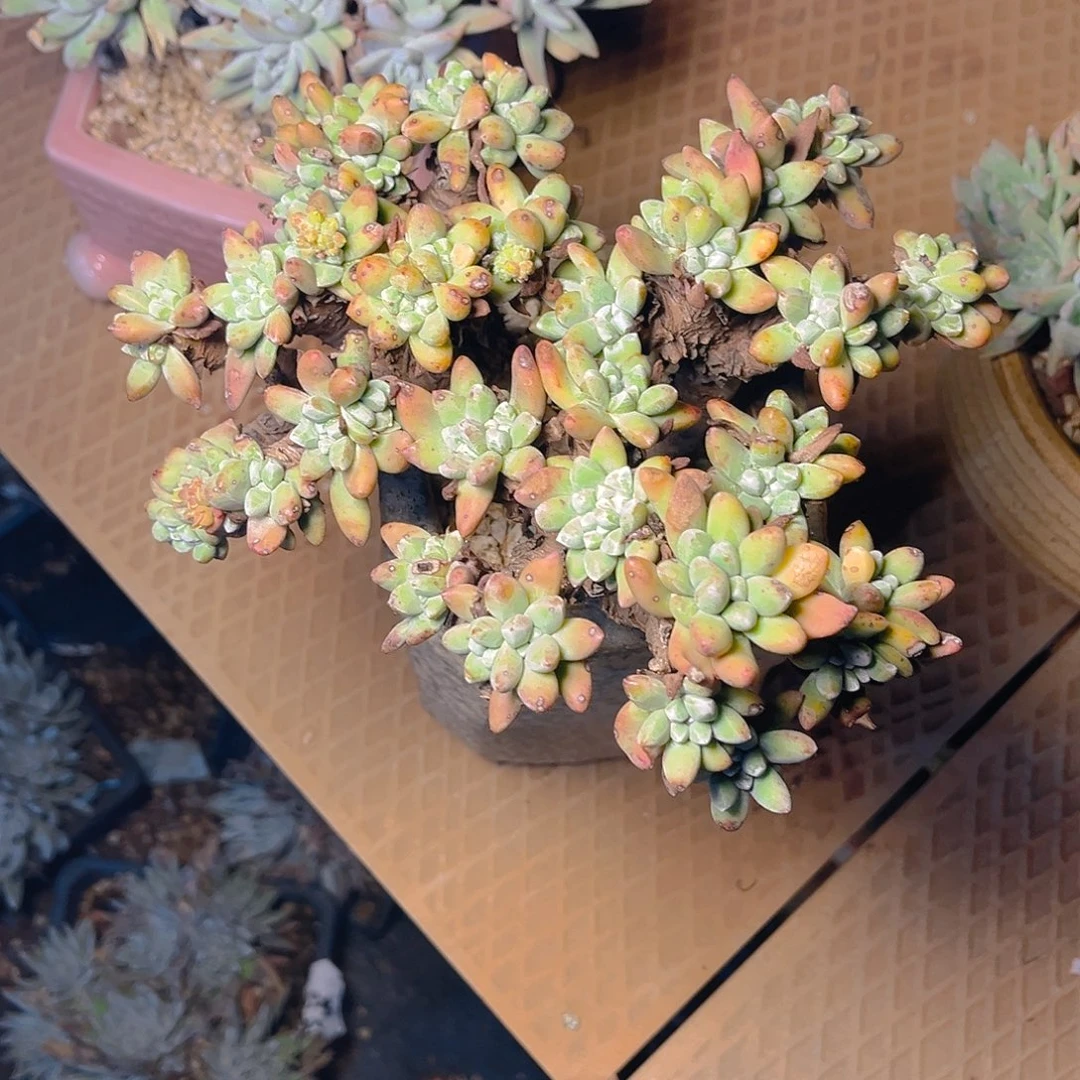 半*紗法三老朱多头群生