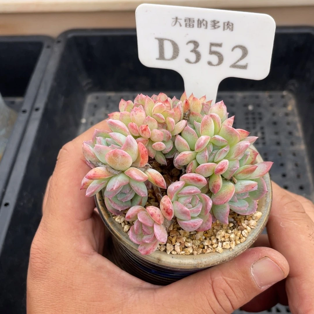352莎莎缀不带盆7厘米