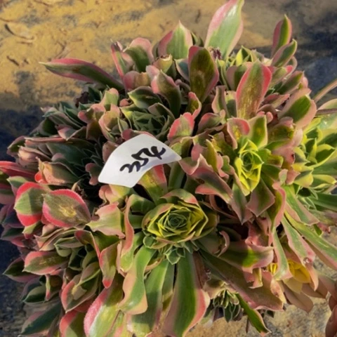 白凤朵朵叶片有伤多肉354多肉