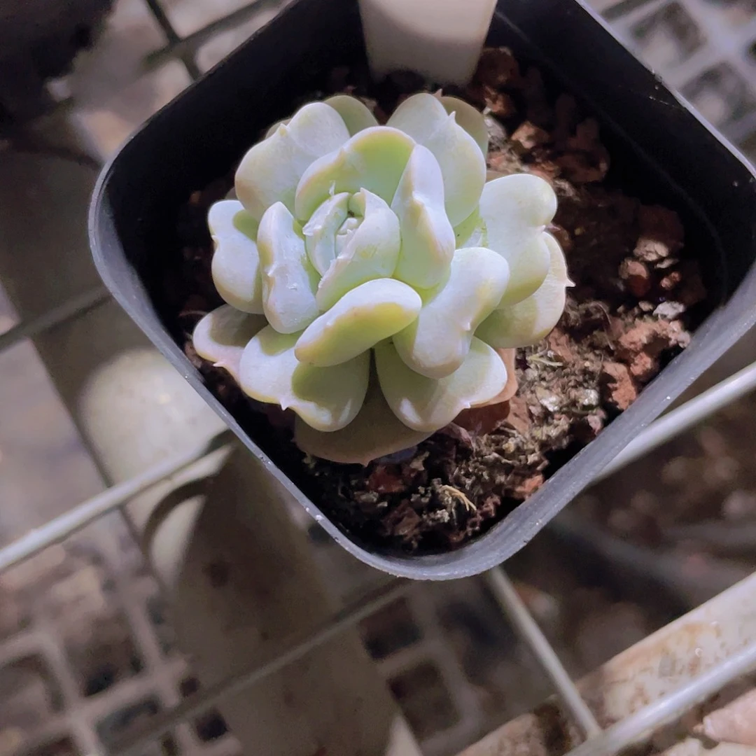 余*爱心天使w006一物一拍