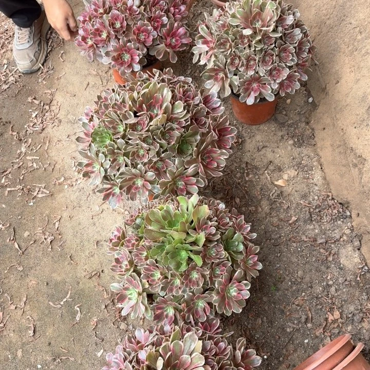 精品大浣纱好看好养