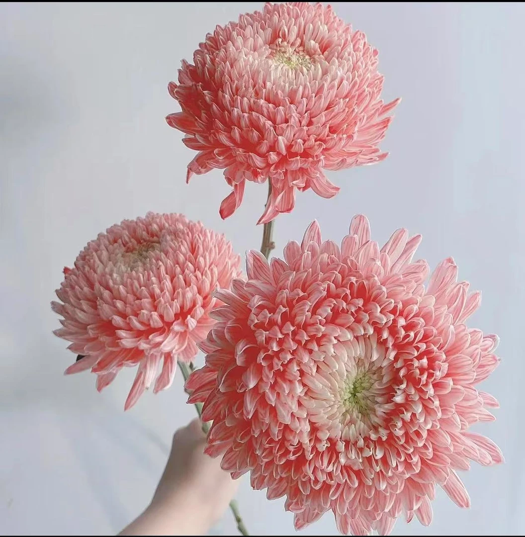 牡丹菊吸色小菊 顺丰包邮 发货后不支持退款