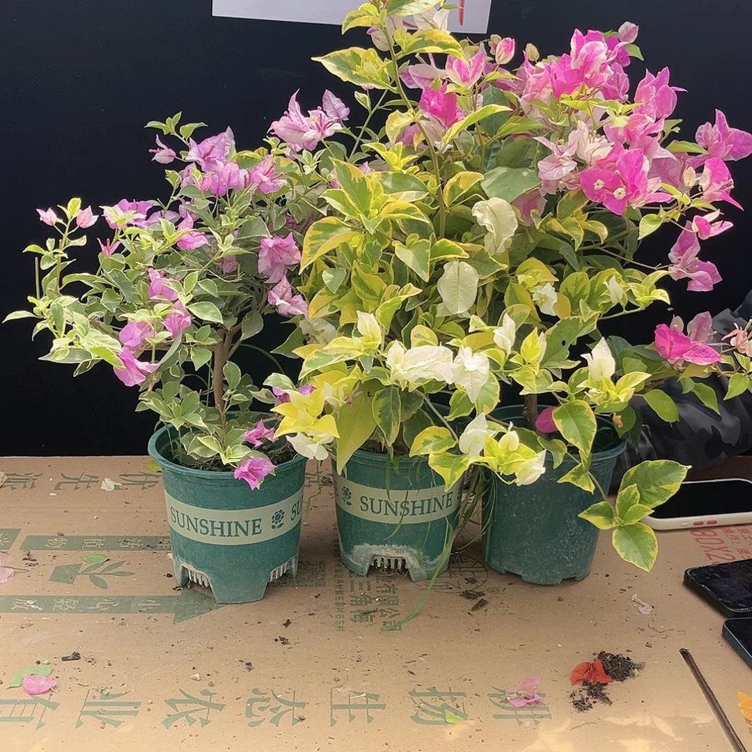 大部分花苞少量开放花叶雪紫，金边白，章红樱组合