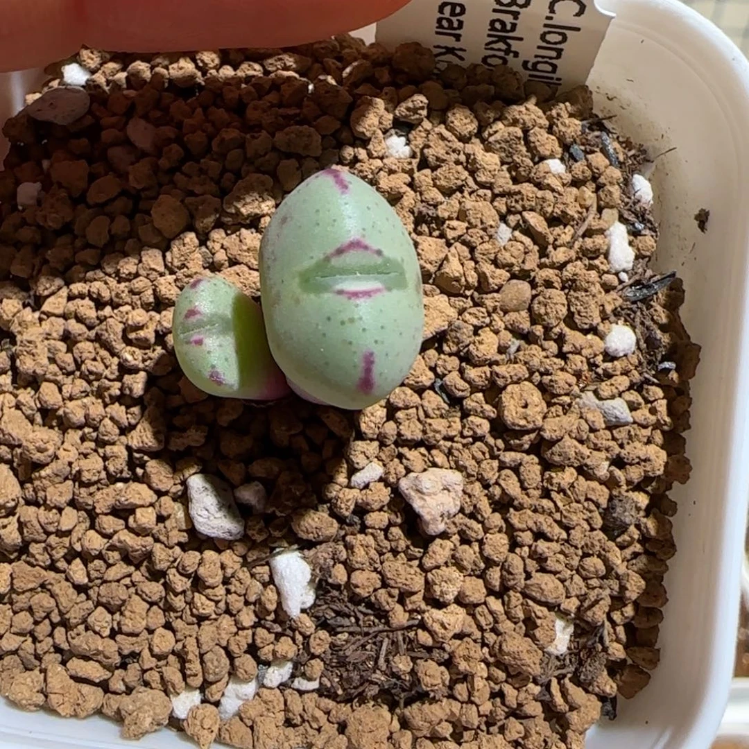 肉锥多肉好看很好看-龙姬1530