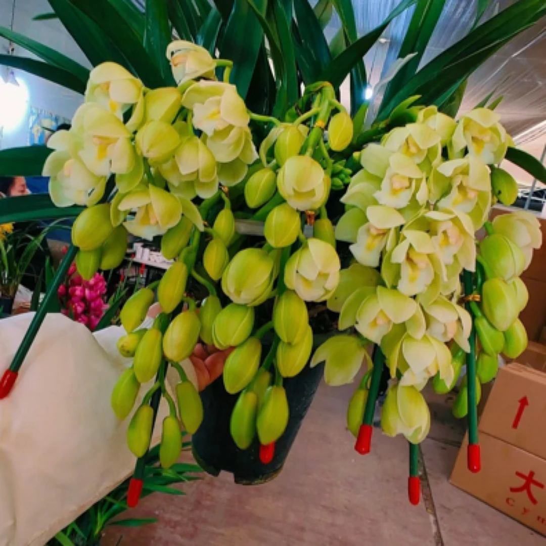 年宵花 香兰多支拱兰大花惠兰室内高档盆栽花期长易养护