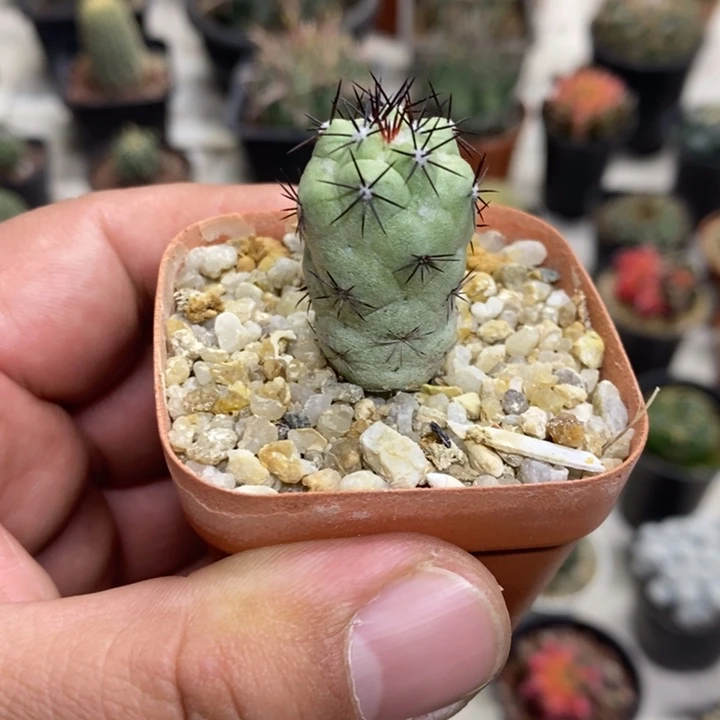黑刺帝王丸特价福利