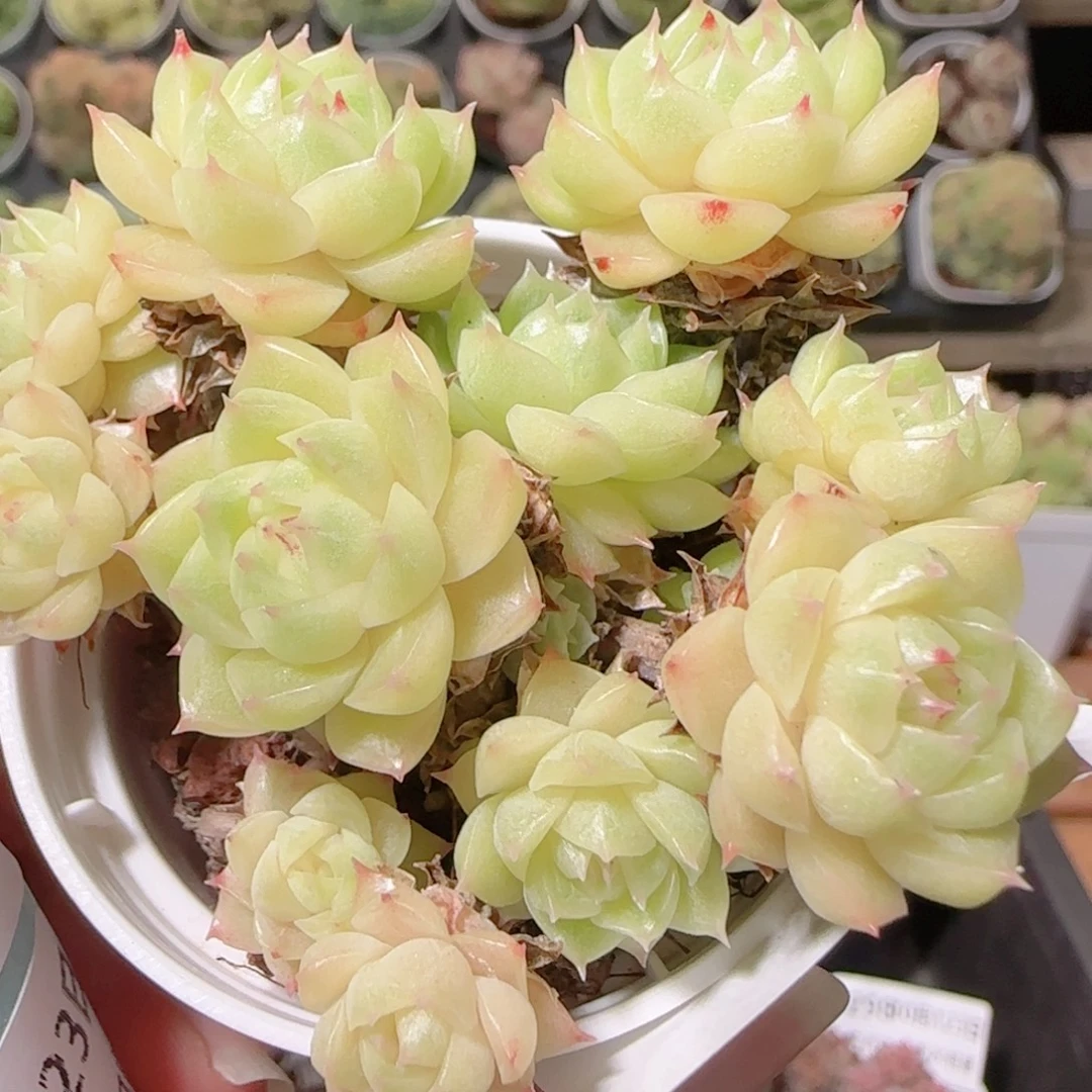 ****空花语逸镜1023-305麦秆散